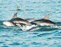 Une centaine de dauphins retrouvés morts près du Mozambique
