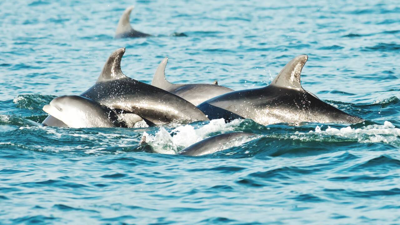 Une centaine de dauphins retrouvés morts près du Mozambique