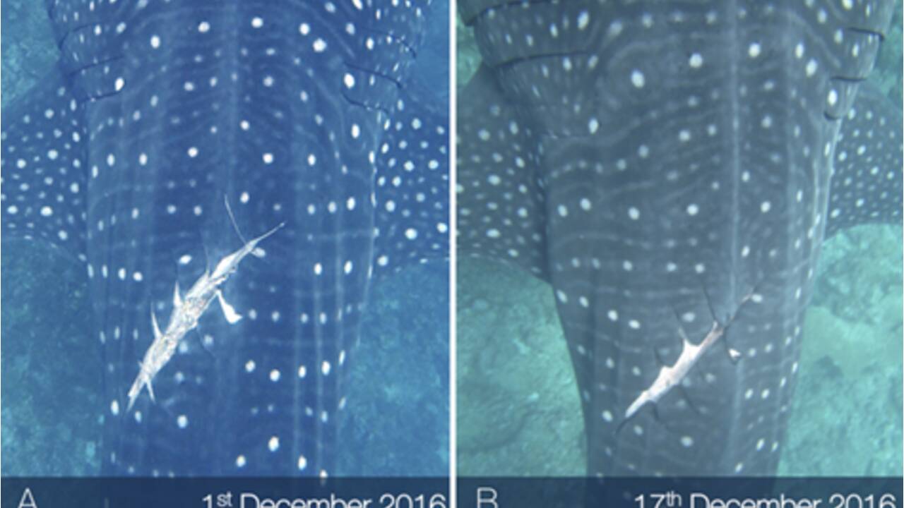 Les requins-baleines cicatrisent de leurs blessures à une vitesse "extraordinaire"