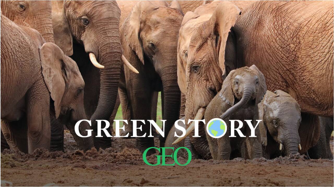 Green Story : 5 infos à retenir sur les animaux en ce début d’année 2021
