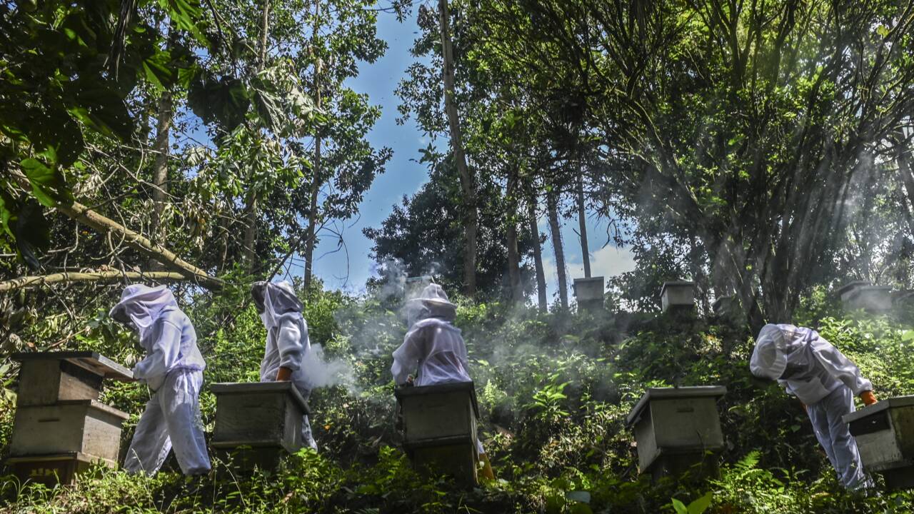 Un agrotoxique interdit en Europe décime les abeilles en Colombie