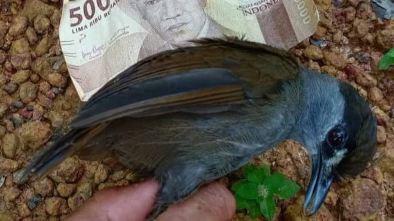 L'akalat à sourcils noirs, un oiseau pas vu depuis 170 ans redécouvert à Bornéo 
