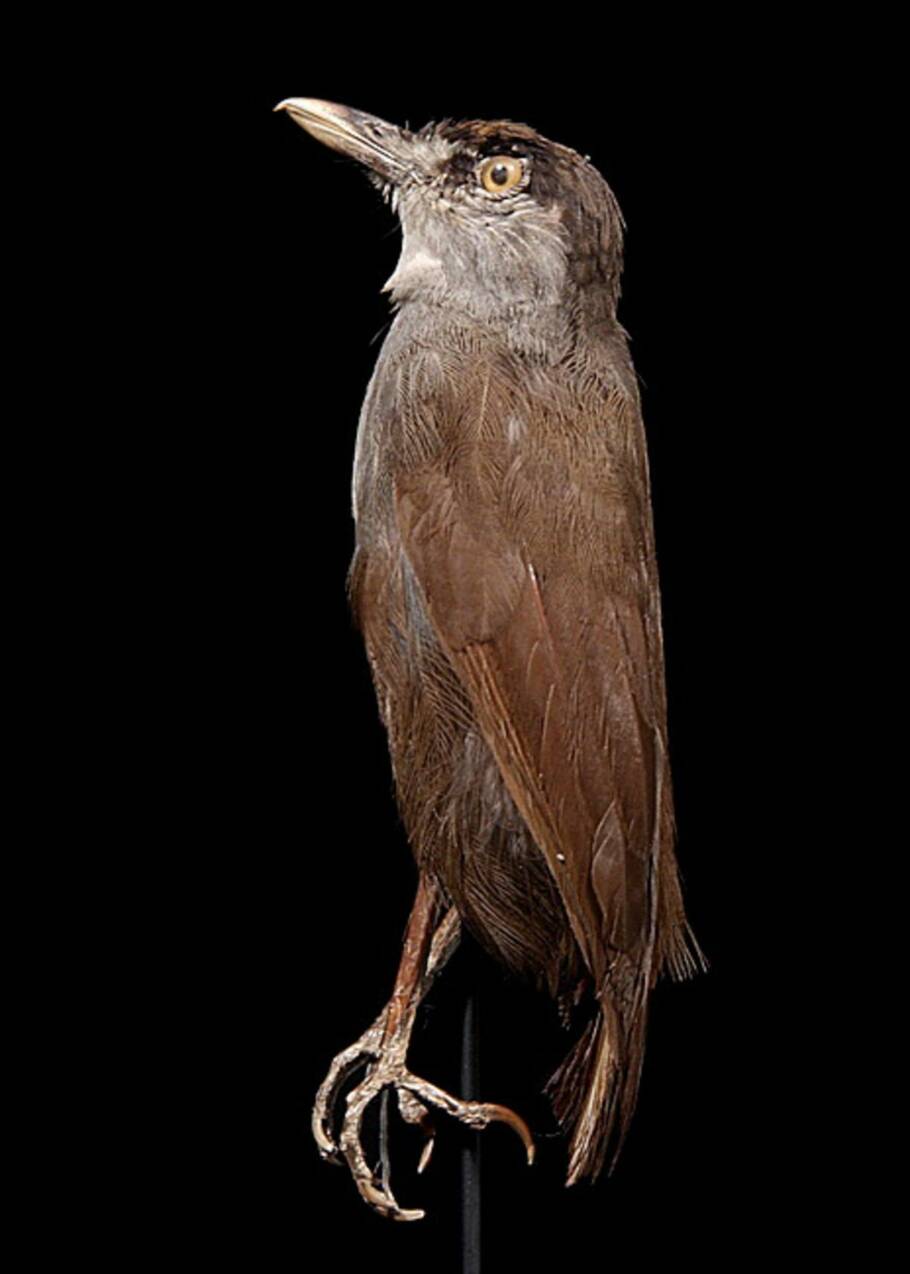 L'akalat à sourcils noirs, un oiseau pas vu depuis 170 ans redécouvert à Bornéo 