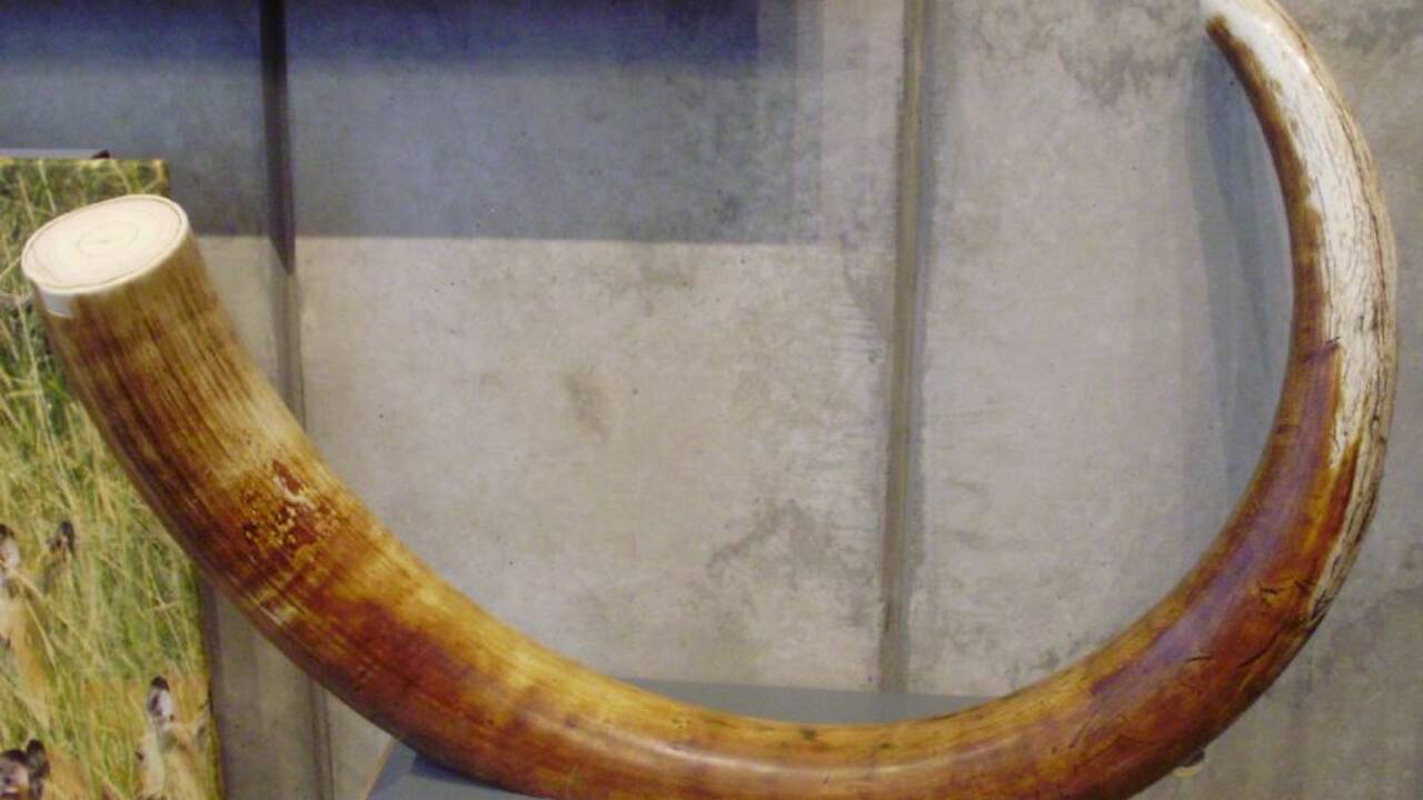 L'ivoire de mammouth, un commerce lucratif en pleine expansion en Sibérie