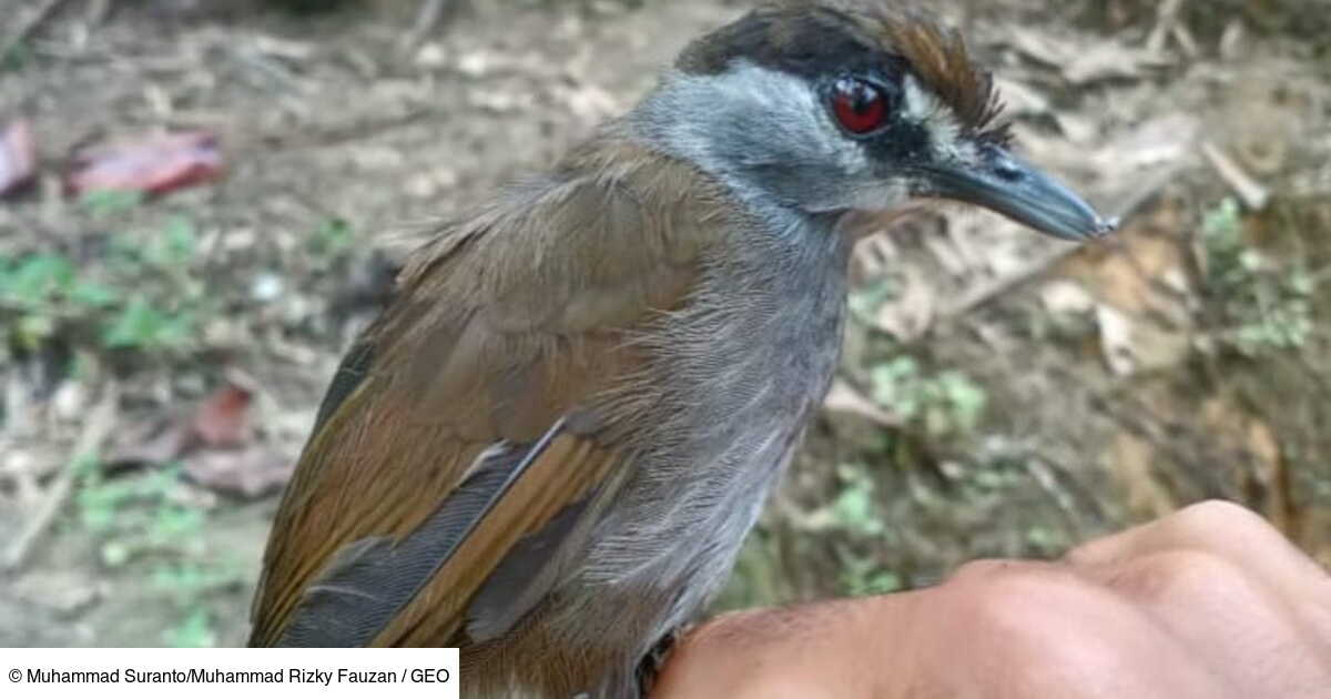 L Akarat A Sourcils Noirs Un Oiseau Pas Vu Depuis 170 Ans Redecouvert A Borneo Geo Fr