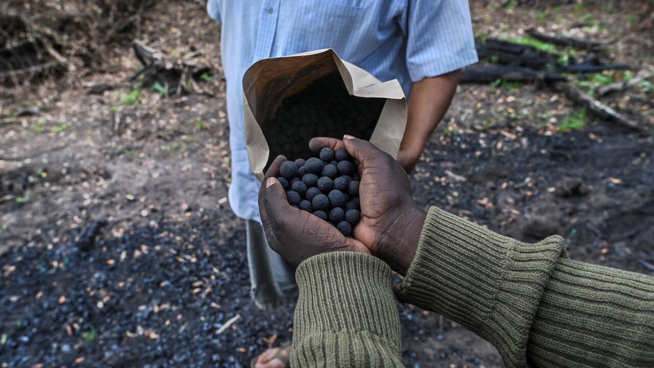 Des "bombes à graines" contre la déforestation au Kenya