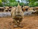 Une femelle rhinocéros blanc arrivée au Japon pour trouver l'amour