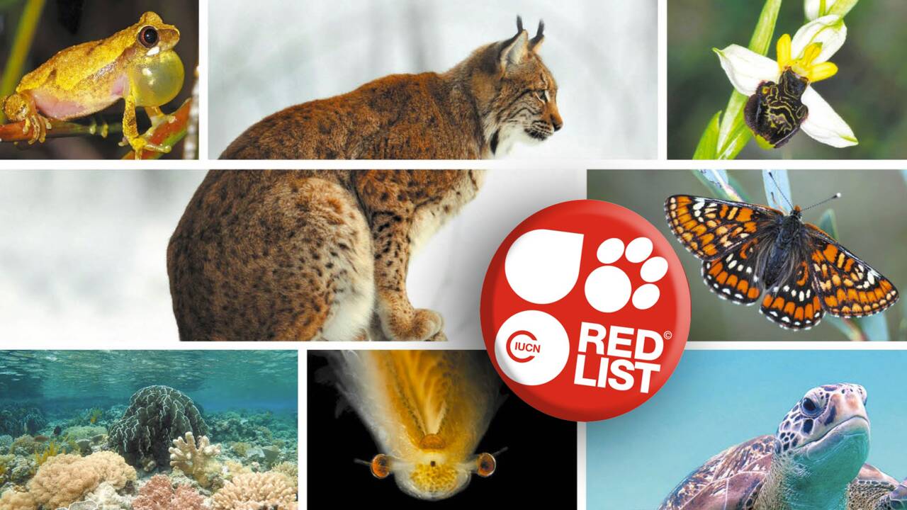 Biodiversité en danger : près de 2 500 espèces animales et végétales menacées en France