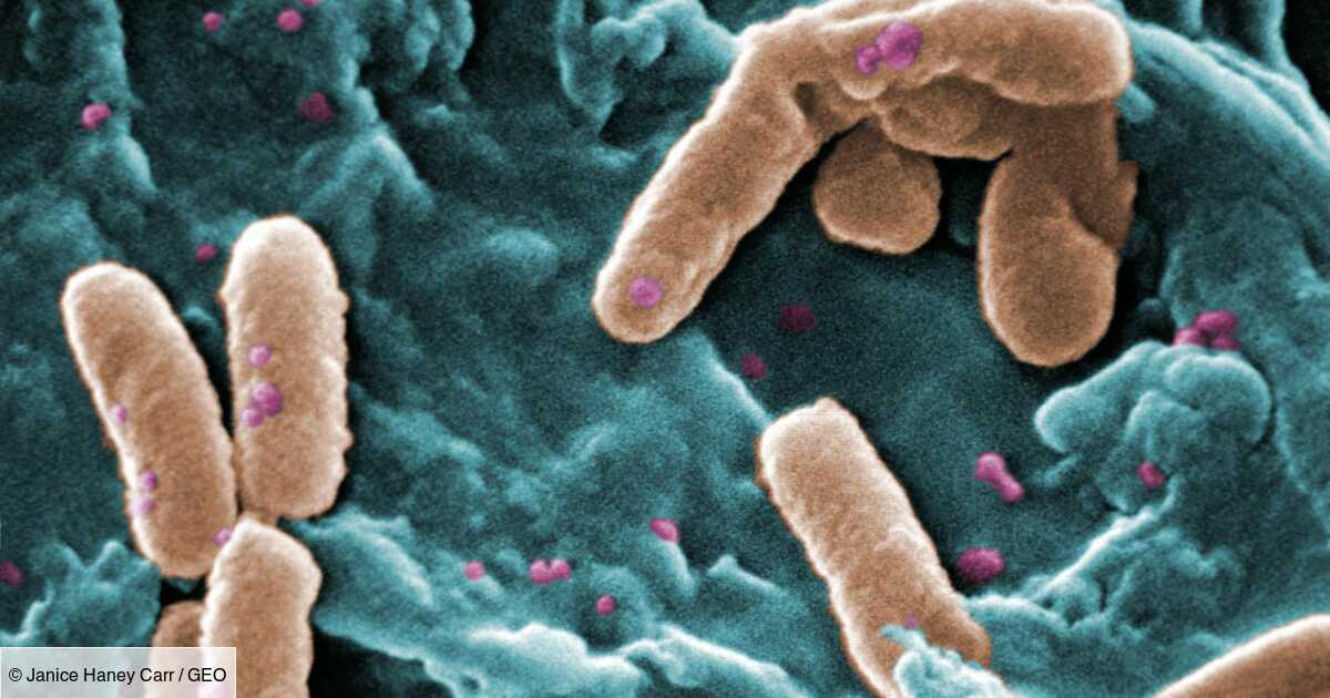 What is the difference between a bacteria and a virus?