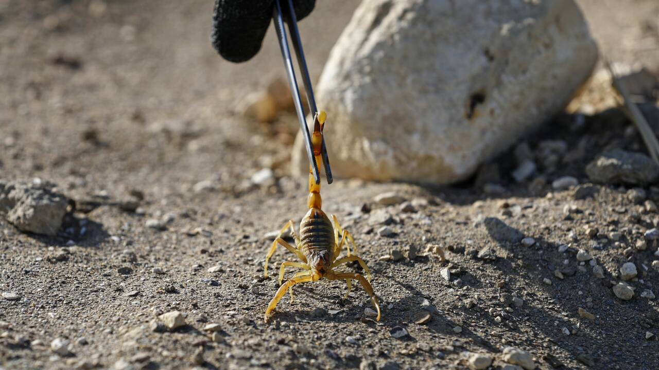 Dans le désert égyptien, le potentiel prometteur du venin de scorpion