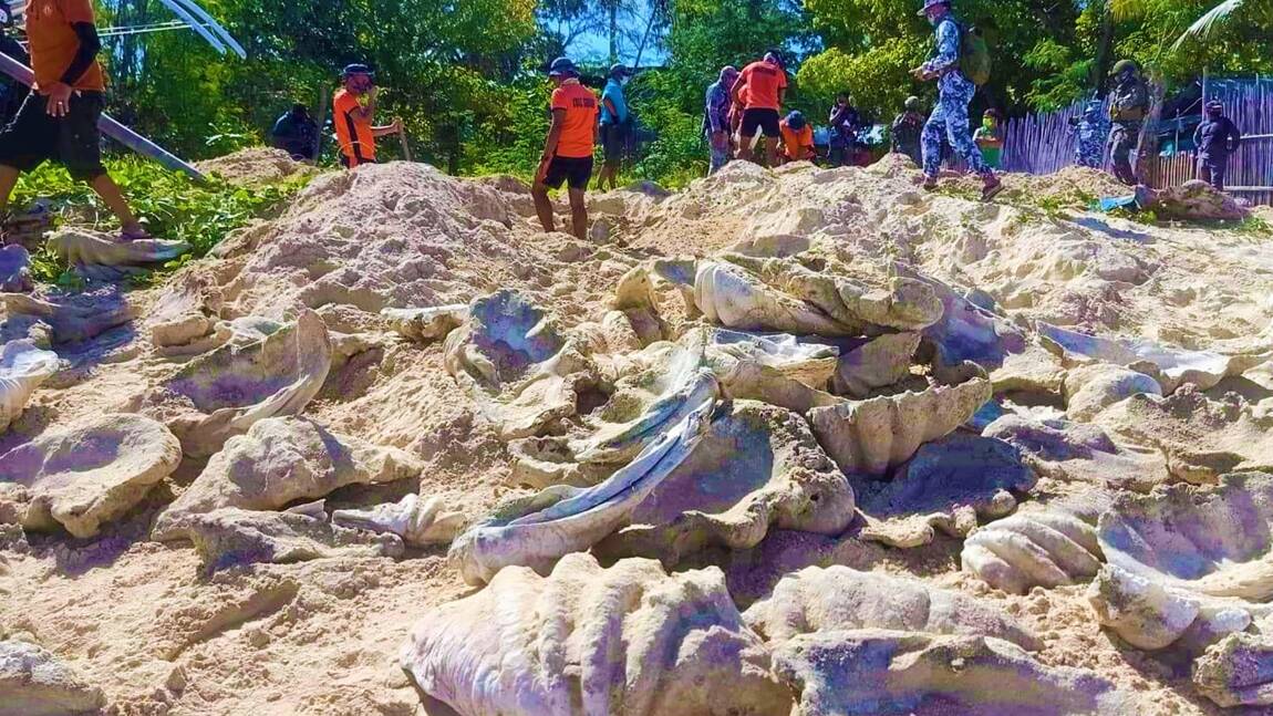 Philippines : saisie pour 2,7 millions d'euros de palourdes géantes