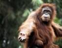Des primates du zoo de San Diego vaccinés contre le Covid-19
