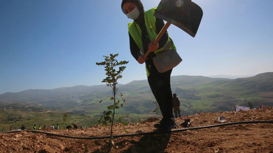 Pays désertique, la Jordanie veut planter 10 millions d'arbres en dix ans pour créer de nouvelles forêts
