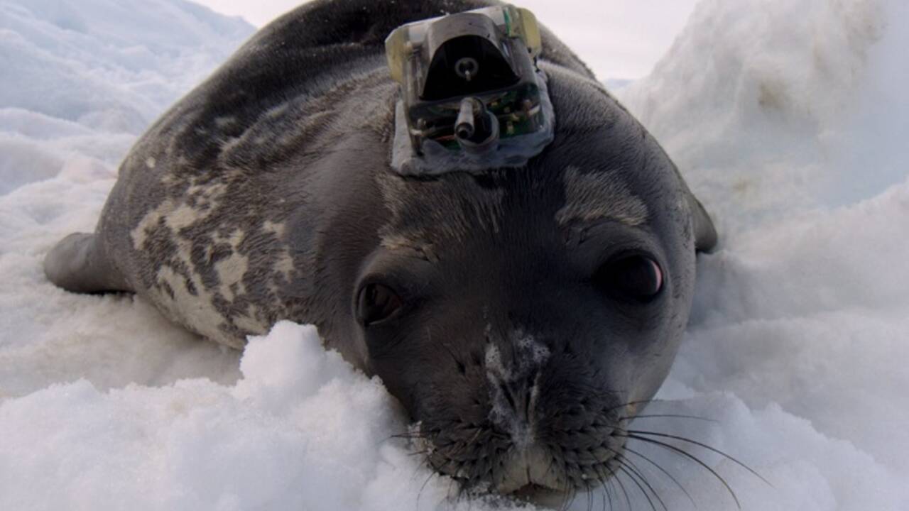 En Antarctique, des phoques épaulent des scientifiques pour recueillir des données sur la fonte des glaces 