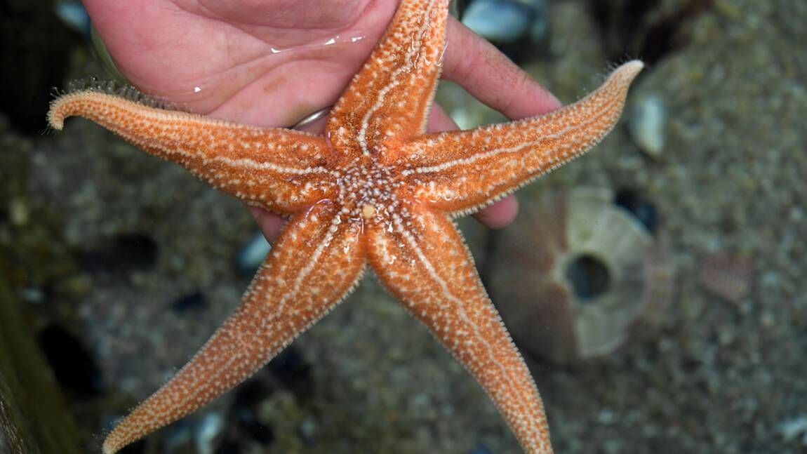 Fascinantes mais inquiétantes, les étoiles de mer se cherchent un avenir