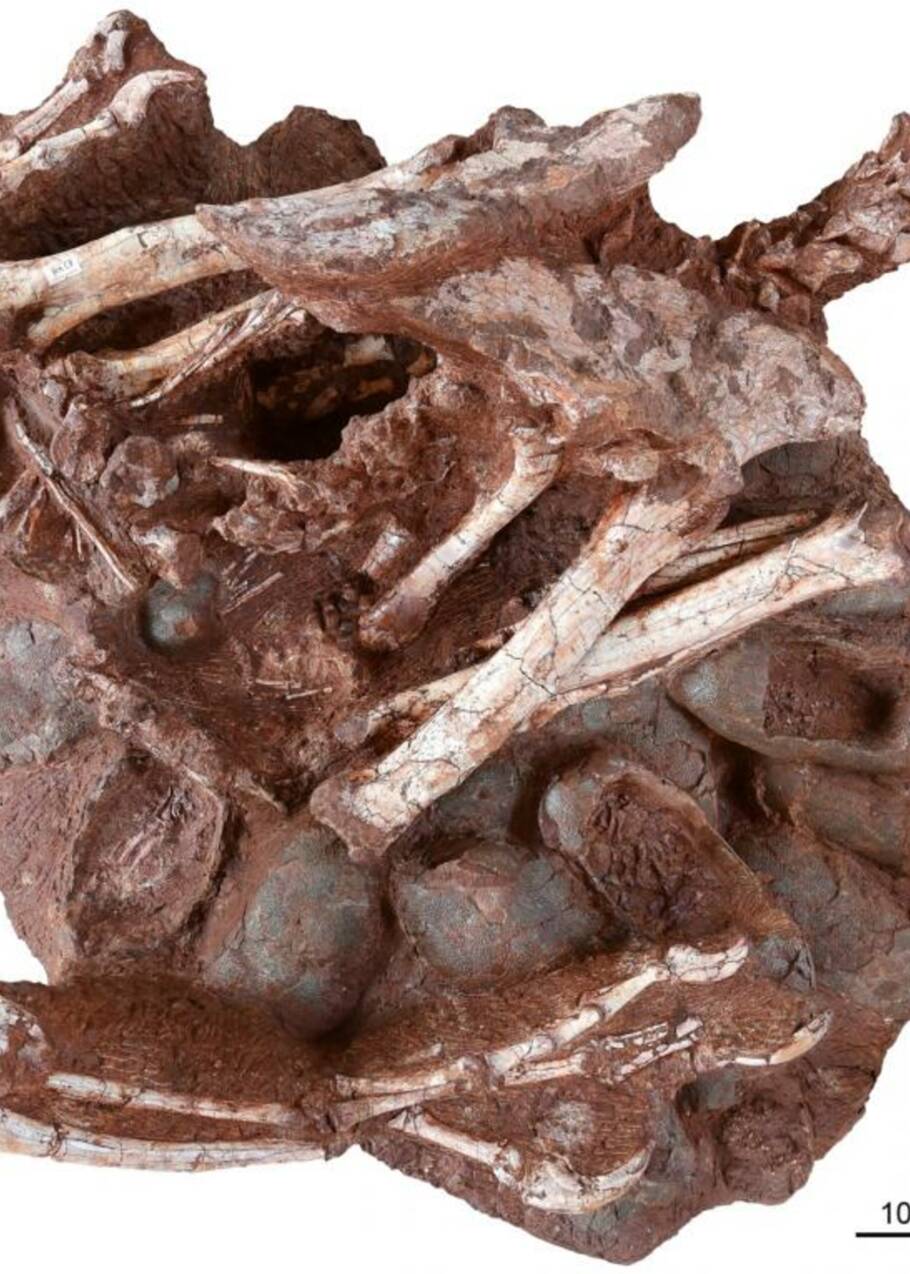 Chine : découverte d'un fossile exceptionnel de dinosaure assis sur son nid rempli d'œufs