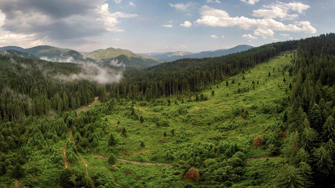 Dans les Carpates roumaines, la high-tech veille sur les forêts