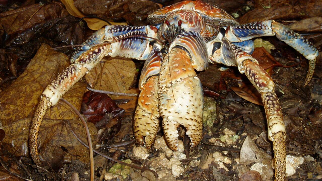Le crabe de cocotier, ce crustacé géant capable de grimper aux arbres