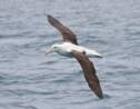 Une caméra immortalise l'atterrissage raté d'un albatros en Nouvelle-Zélande