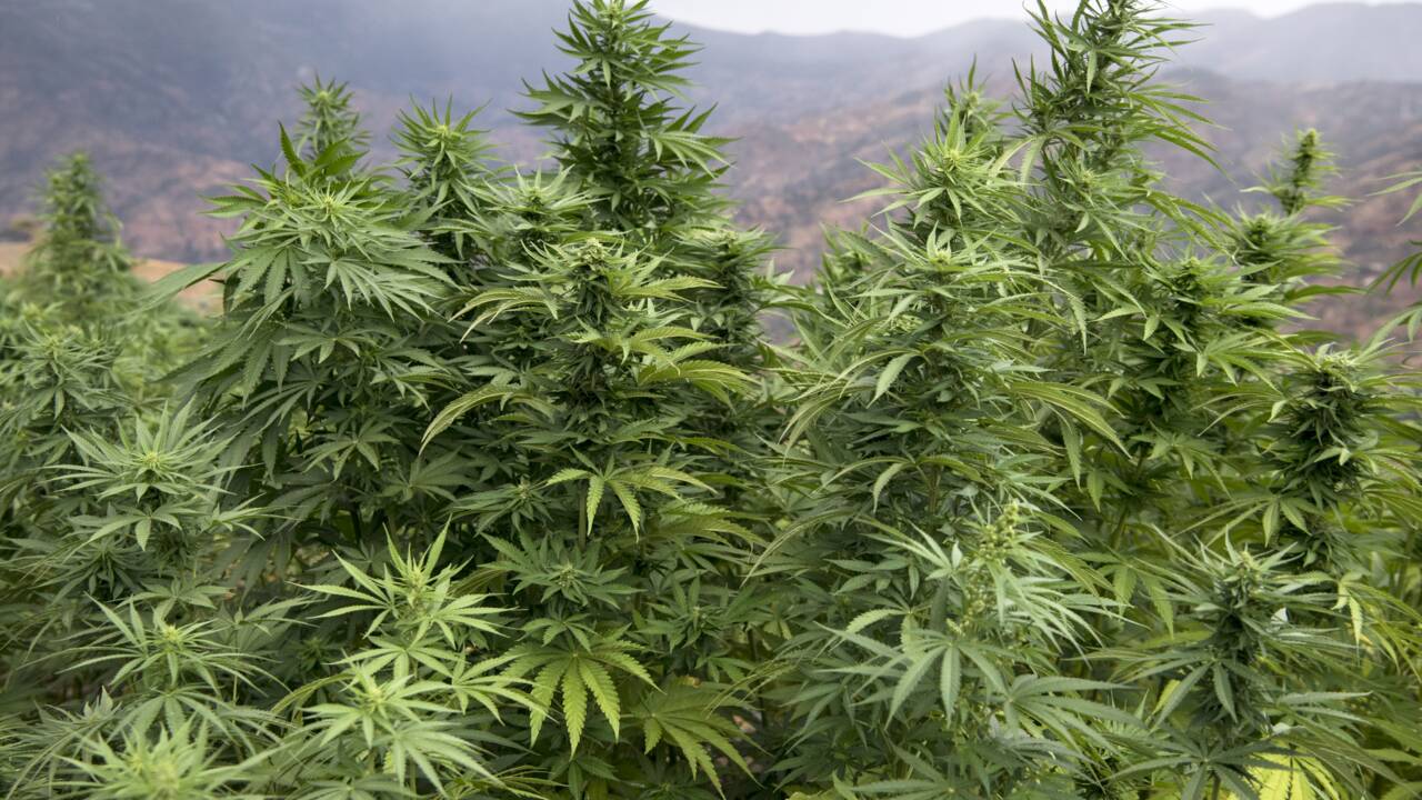 Le Maroc souhaite légaliser l'usage du cannabis thérapeutique