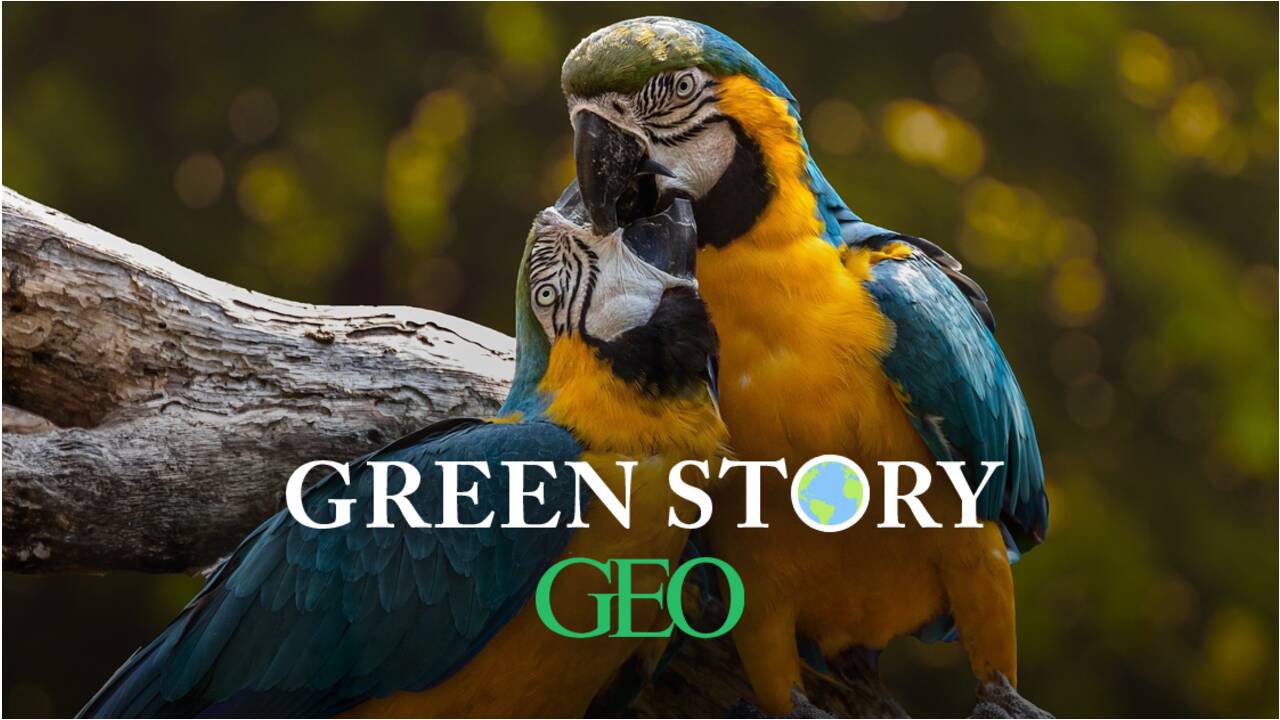 Green Story : comment lutter contre le trafic d’espèces sauvages en ligne ?