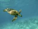 A La Réunion, les tortues marines sont de retour