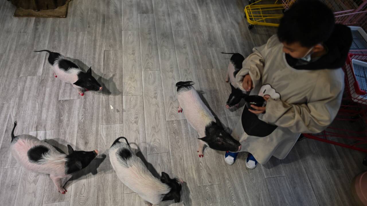 Iguane ou raton laveur ? Boom du "café animalier" exotique en Chine