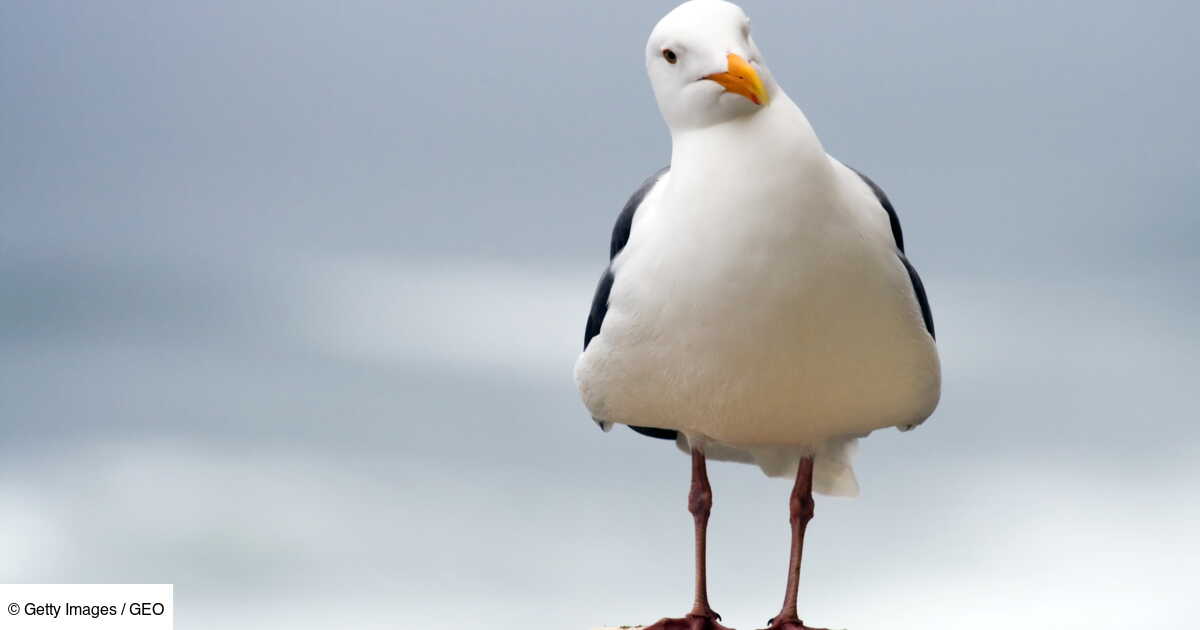 Mouette Et Goeland Comment Les Differencier Geo Fr