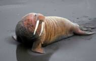 Walrus lands in Ireland after likely falling asleep on iceberg