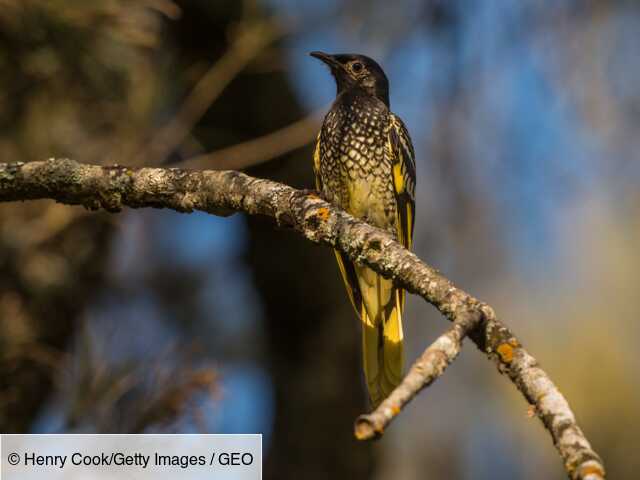 Australia: this endangered bird has become so rare that it forgets how to sing