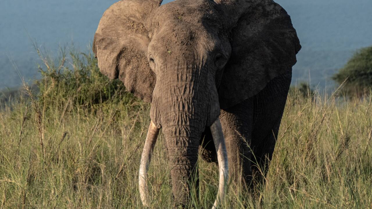 Après le braconnage, l'avocat menace l'éléphant du Kenya