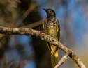 Australie : cet oiseau menacé est devenu tellement rare qu'il en oublie comment chanter