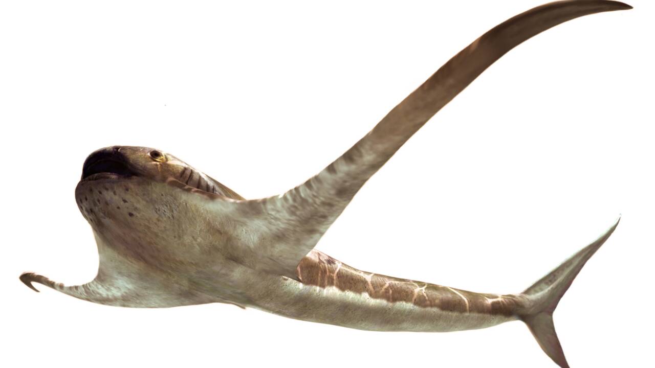 Un fossile révèle l'existence d'un étrange "requin ailé" vieux de 93 millions d'années 