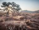 Comment des milliards d'arbres isolés font vivre les déserts d’Afrique