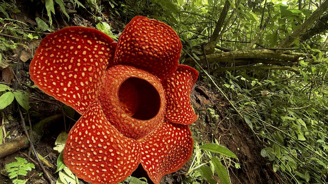 L'étrange vie de Rafflesia arnoldii, la plus grande fleur au monde 
