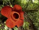 L'étrange vie de Rafflesia arnoldii, la plus grande fleur au monde 