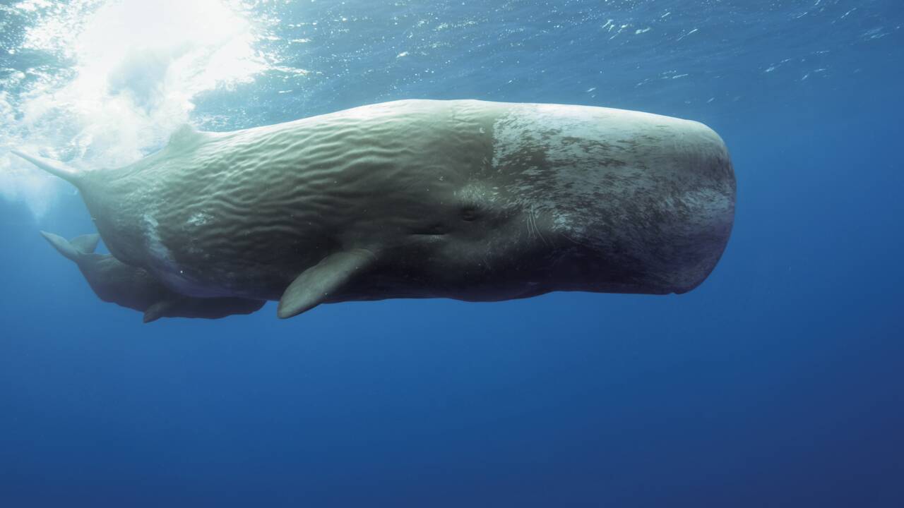 Comment les cachalots ont appris au XIXe siècle à échapper aux chasseurs de baleine