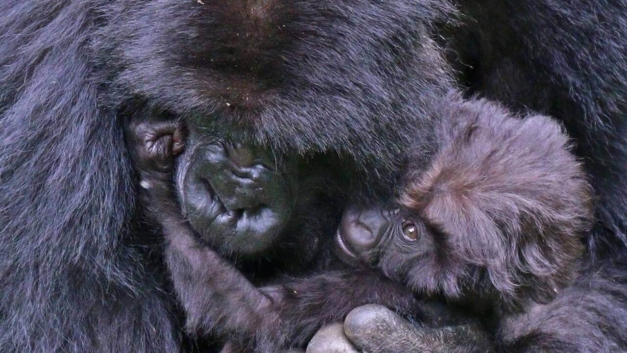 Chez les gorilles, les familles s'unissent pour soutenir les jeunes qui ont perdu leur mère