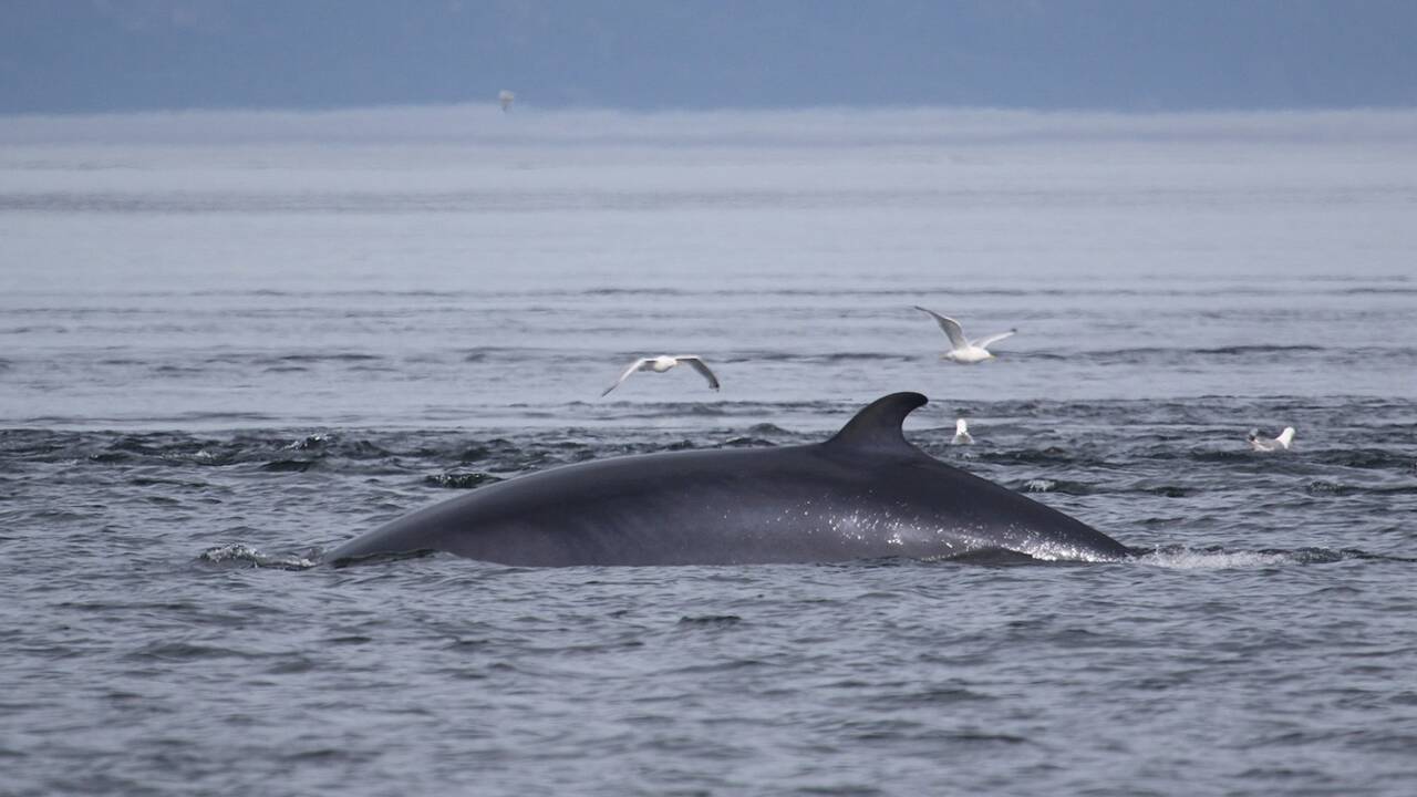 Ecosse : l’île de Mull, sur la route des baleines