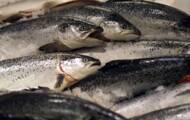 Scottish salmon: farming conditions cited by an NGO