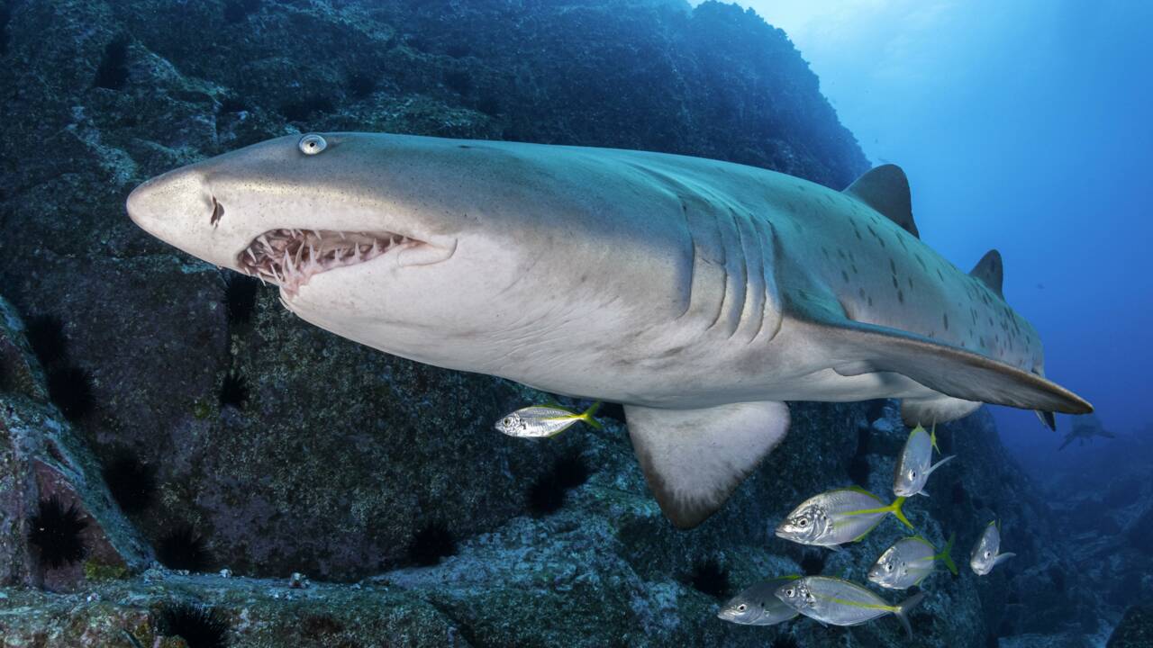 Australie : les requins-tigres, ces grands protecteurs des prairies sous-marines