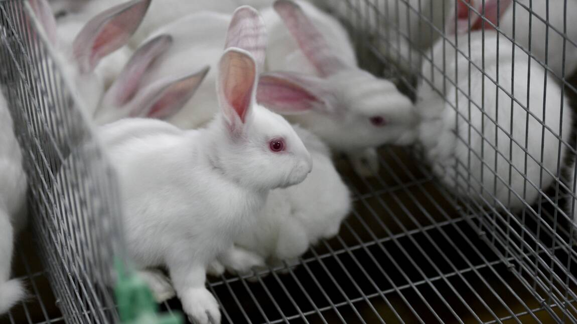 Deux militants animalistes condamnés pour avoir "libéré" des lapines de laboratoire