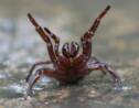 Une invasion de mygales mortelles attendue après les inondations en Australie