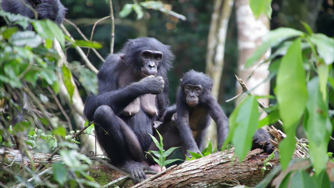 Pour la première fois, des bonobos observés à adopter des petits extérieurs à leur groupe