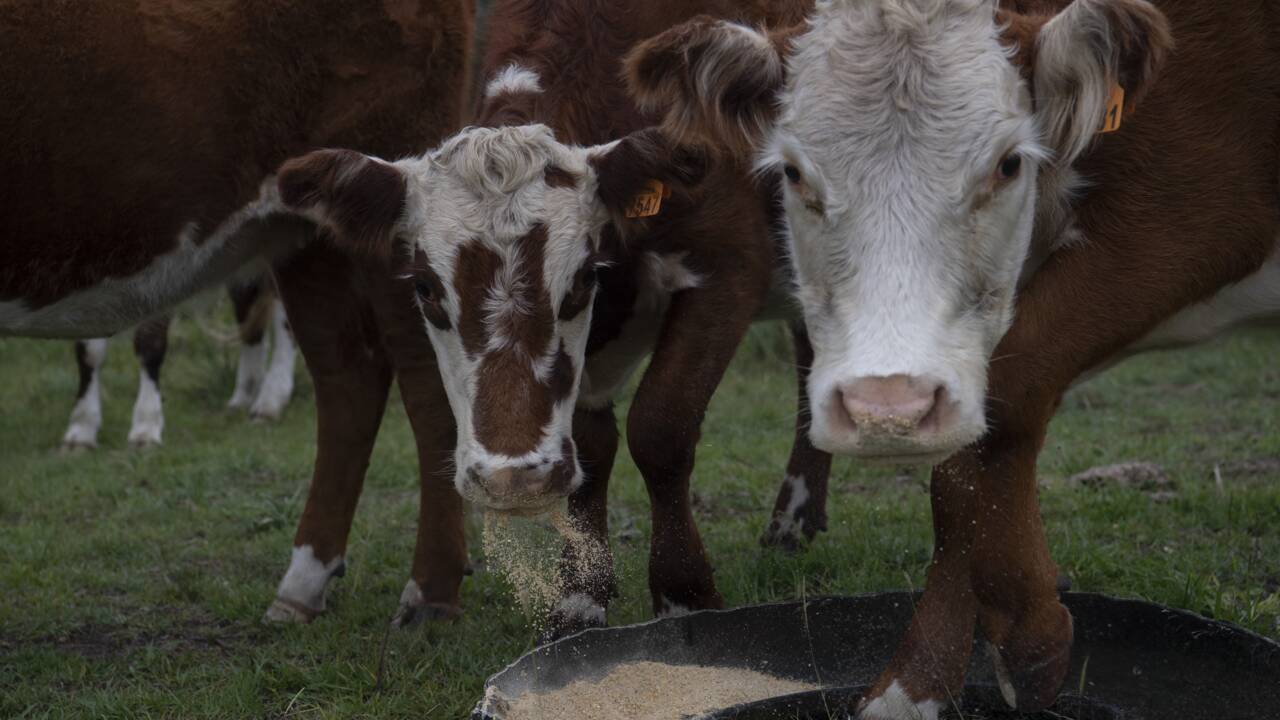 L'Uruguay, le pays aux 4 vaches par habitant, veut verdir son élevage