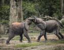 L'éléphant de forêt d'Afrique en danger d'extinction