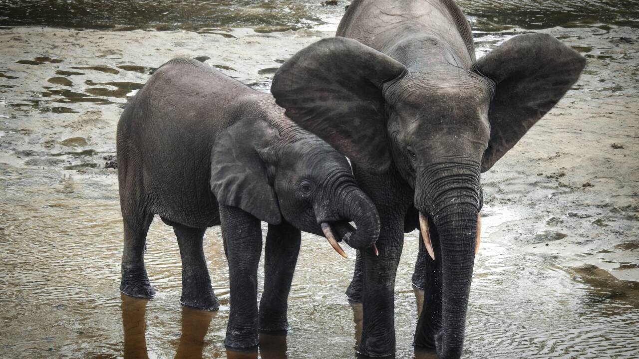 L'éléphant de forêt d'Afrique en danger d'extinction