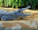 Afrique du Sud : un crocodile photographié en train d'engloutir un requin