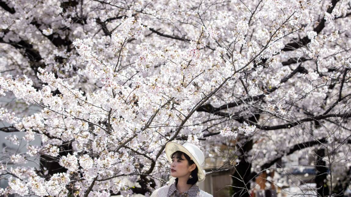 Japon : la tentation des cerisiers face aux mises en garde sanitaires