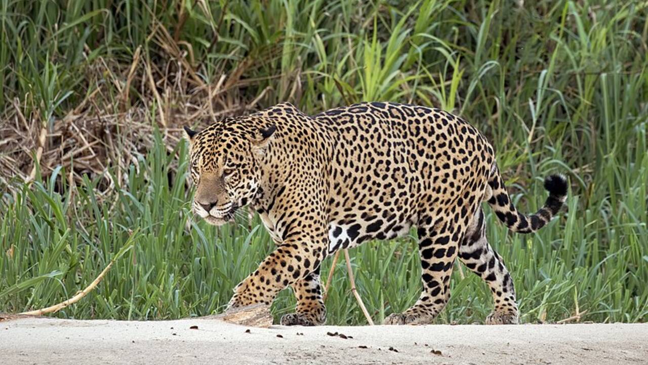 Les 5 infos incontournables sur le jaguar